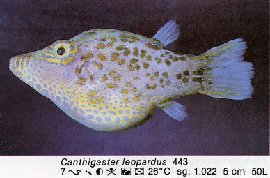 Canthigaster leopardus